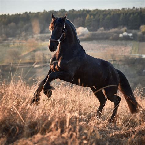The Ultimate Guide to Black Horse Breeds | Strathorn Farm Stables