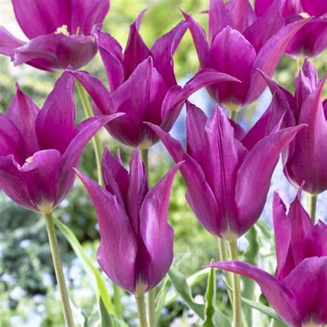 Tulip Lily Flowering Purple Dream - 10 bulbs - Longfield Gardens