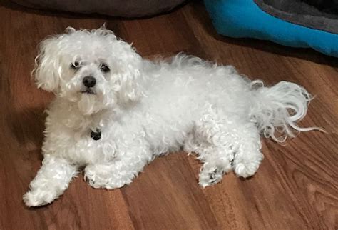 Sick, Bald Dog Makes Incredible Transformation - The Dodo