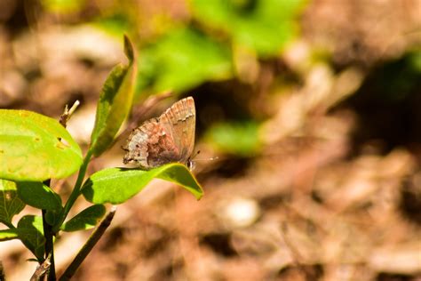 Frosted elfin surveys funded! – Providence Pollinator Lab