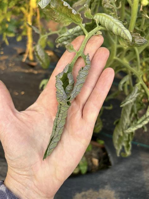 Why Are My Tomato Leaves Curling?