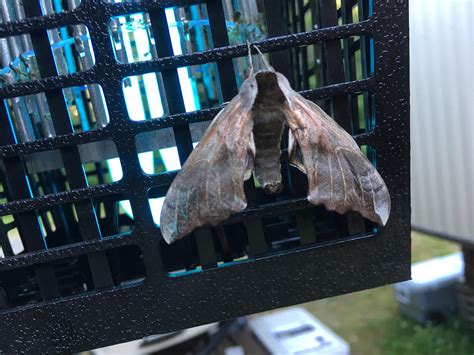 Massive moth on northern Vancouver island, BC : r/whatsthisbug