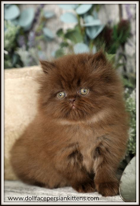 Doll Face Persian Cat Price List at Nell Woo blog