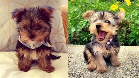 Cutest 12 Yorkie Mixes | Puppies Club