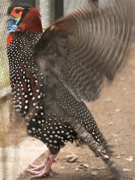 Western Tragopan Pheasant