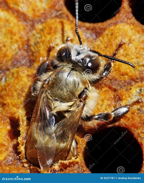 Birth of a bee. stock image. Image of colony, rarity, leave - 9227787