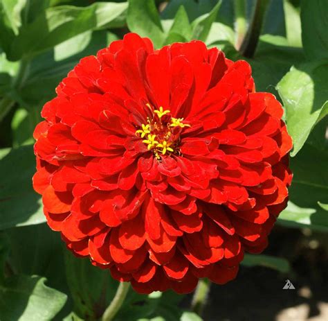Sementes De Zinia