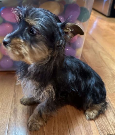 Jack - Yorkie Mix Puppy For Sale in Pennsylvania
