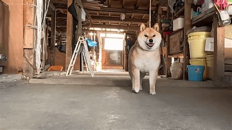 Shiba Inus are so happy to go for a walk that they make a big fuss. : r ...