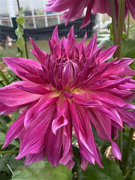 Penhill Dark Monarch - Soaring Heart Dahlias
