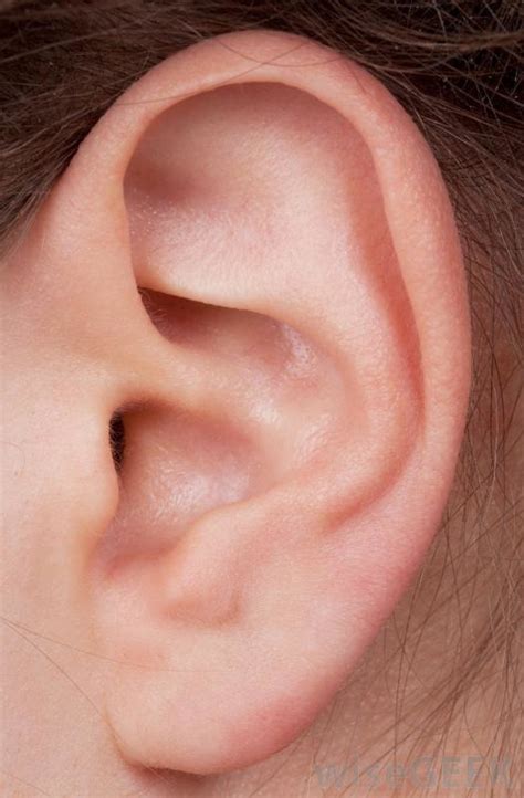 outer ear  diagram quizlet
