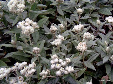 Macplants