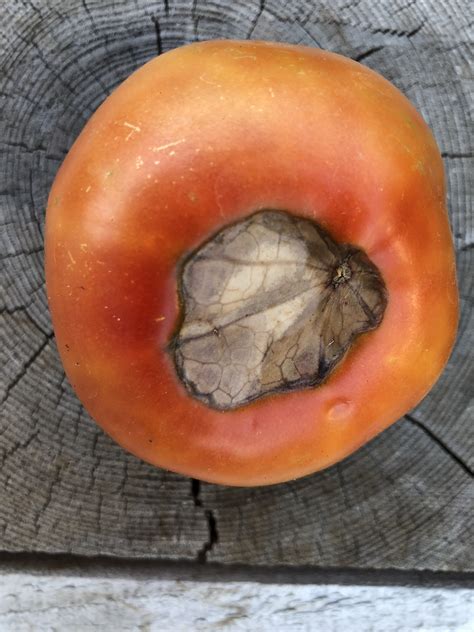 Tomato Fruit Diseases Identification at Mariam Oberg blog