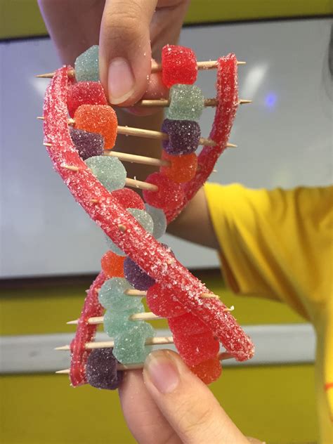 Candy Dna Model Worksheet - Educational Printable Activities