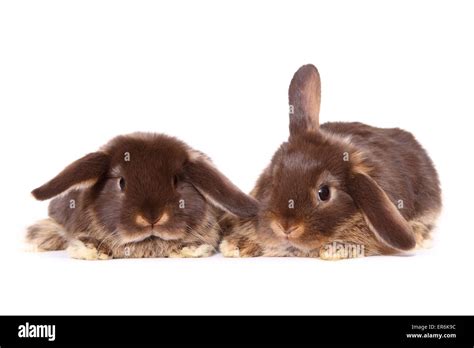 mini lop  res stock photography  images alamy