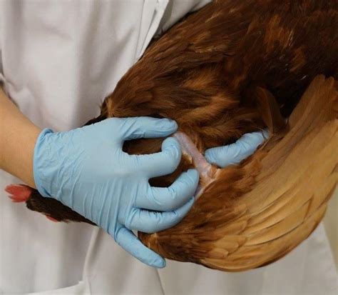 Image:Venipuncture, brachial vein, chicken-Merck Veterinary Manual