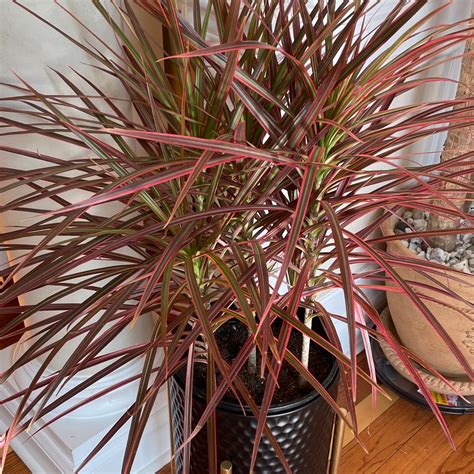 Propagating Your Madagascar Dragon Tree: Step-by-Step Guide