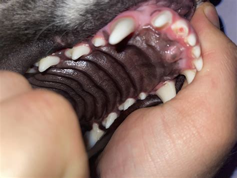 What To Do About Dogs Chipped Tooth