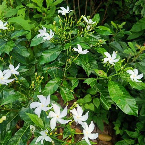Circle Crape Jasmine – Nandyarvattam / Pinwheel Fragrant All Time