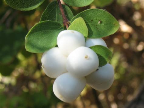 Symphoricarpos albus – The Watershed Nursery Cooperative