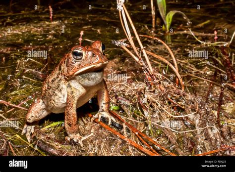 warts face  res stock photography  images alamy