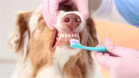 how to get rid of smelly breath in dogs