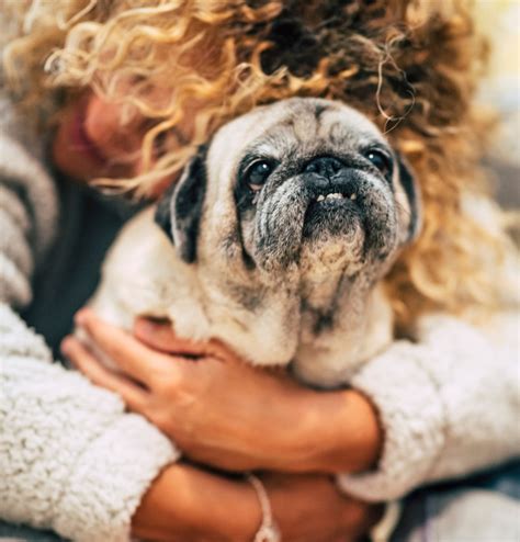 Pet Loss Support - Kitchener Waterloo & Stratford Perth Humane Society