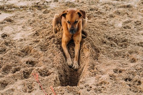 dog digs pet paradise