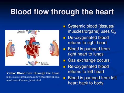 PPT - Cardiac Physiology PowerPoint Presentation, free download - ID ...