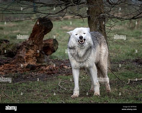 Alpha female grey (gray) wolf (Canis lupus), aka the timber wolf or western wolf. A canine ...