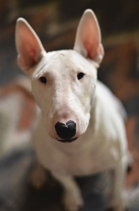 Bull Terrier Female