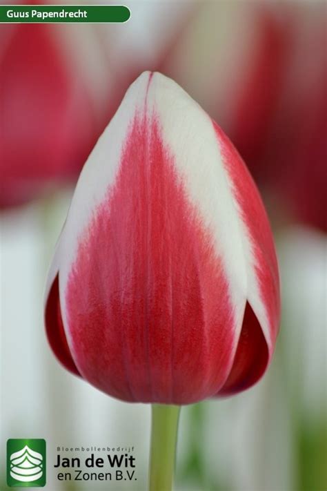 Guus Papendrecht | Tulip | Jan de Wit en Zonen B.V.