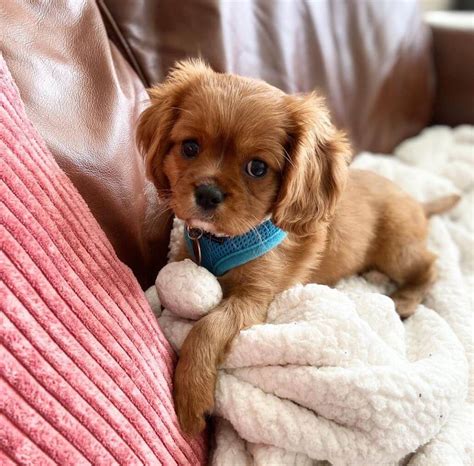 15 Adorable Photos Of Cavalier King Charles Spaniel Puppies With Pure ...