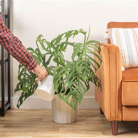 Monstera Esqueleto | Large – Costa Farms