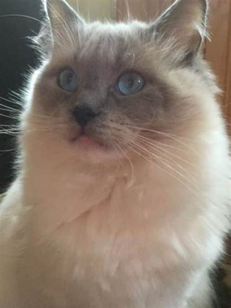 Cat Breeds That Are Hypoallergenic - Floppycats™