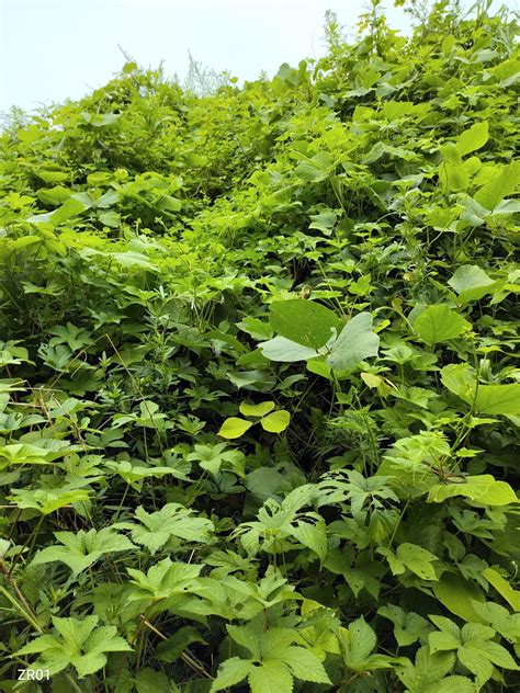 お遍路で出会ったもの｜かえる