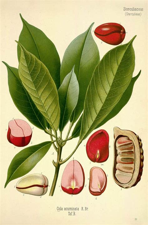 Monterey Bay Herb Co. - Kola nut Plant
