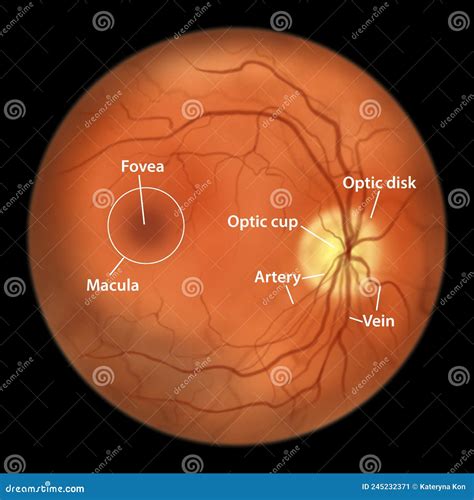 Normal Eye Retina, Illustration Stock Illustration - Illustration of ...