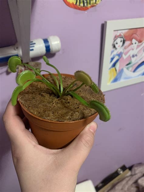 Why Does My Venus Fly Trap Look Droopy at Dorathy Quinones blog