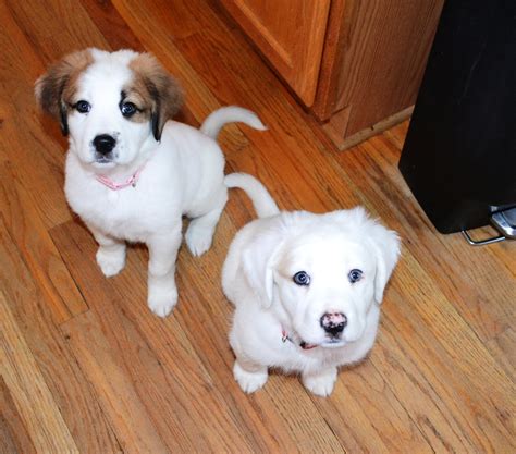 Deaf Dogs Rock Helps Deaf Shelter Puppies – Deaf Dogs Rock