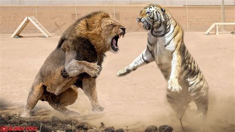 Lion Vs Tiger