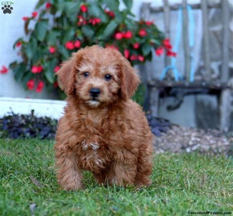 Blitz - Mini Labradoodle Puppy For Sale in Pennsylvania