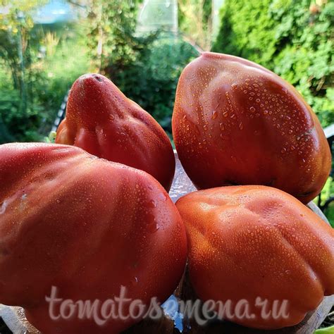 Большая Красная Кукла (Big Dolly Red)