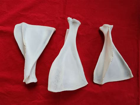 whitetail deer scapulas shoulder blades  idaho fur shack