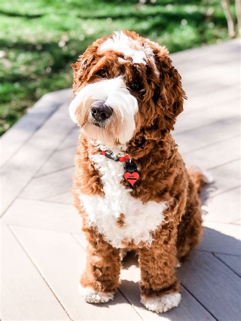 Can You Register A Labradoodle
