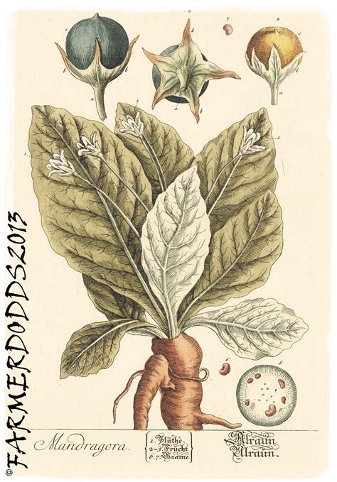 Mandragora officinarum 'Common Mandrake' | Elizabeth Blackwe… | Flickr