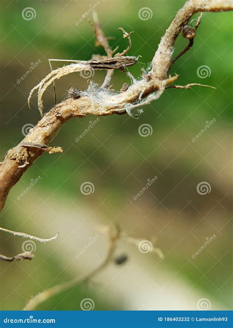 Fusarium Root Rot on Red Beans Stock Photo - Image of insect, litura