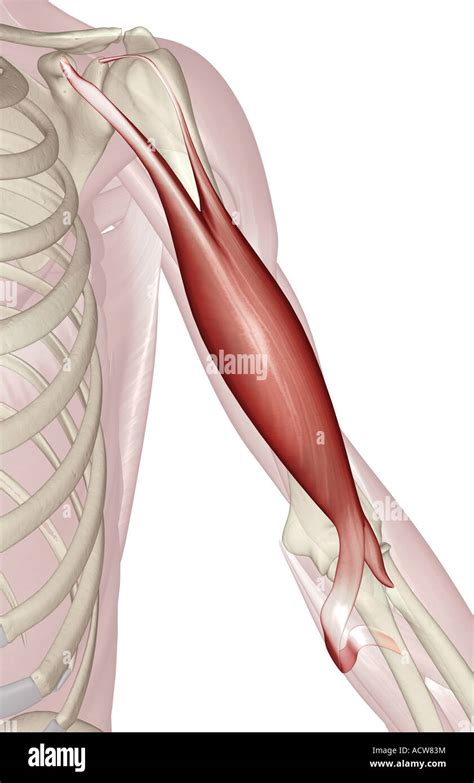 Biceps Brachii Muscle: Origin, Insertion, Action Kenhub | atelier-yuwa ...