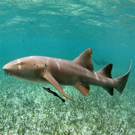 Espécies de Tubarões Brasileiros Com Nomes e Fotos | Mundo Ecologia