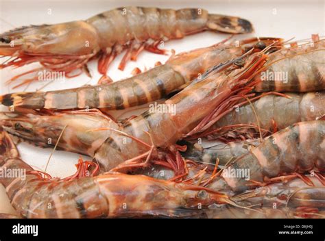 penaeus monodon  called  giant tiger prawn stock photo alamy